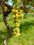 Close up of Grapes Hanging on Branch in Grapes Garden.Sweet and tasty white grape bunch on the vine.Green grapes on vine, shallow