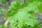 A close-up of grapevine Anthracnose disease with red spots on the leaves. The signs and symptoms of Anthracnose of grapes.