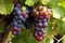 close-up of grapevine, with bunches of ripe, juicy grapes