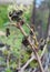 A close-up of a grapevine with damaged leaves and buds by spring frost. Devastating frost to the vineyards, grapevine that