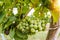 Close up of grapevine and stem in a small vineyard