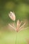 Close up of grass blossom