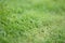 Close up grass with blurry front and background