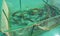 Close up on The grass carp Ctenopharyngodon idella fish in cage for fish farming. Fish farm