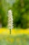 Close up grass flowerhead