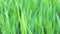 Close up of grass gently swaying in the spring breeze. Nature eco concept