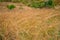 Close up Grass mature mountain clear sky