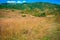 Close up Grass mature mountain clear sky