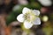 Close-up of Grass of Parnassus flower or Bog-star flower Parnassia Palustris