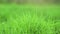 Close up grass on raining drop movement camera