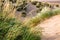 Close up of grass on sand dunes - Camber Sands, England