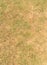 Close-up of grass shape on summer texture and background