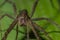 Close-up grass spider