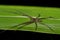 Close-up grass spider