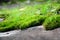 Close up grass on stone in phu hin rong kla phitsanulok