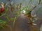 Close up of grass in water against the the reflection of sun.The natural background is a blue lake with pieces of un-melted ice.