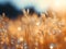 A Close Up Of Grass With Water Droplets