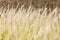 Close-up of grasses