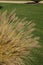 Close-up of grasses in a garden