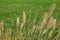 Close-up of grasses in a garden