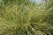 Close-up of grasses in a garden