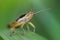 Close up of a grasshopper