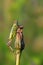 Close up on grasshopper