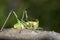 A close-up grasshopper portrait