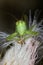 A close-up grasshopper portrait