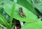 Close-up of Grasshopper`s Couple Making Love on Bright Green Leaf in the Tropical Rainforest