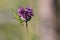 Close up of a grasshopper sits on a flower