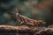 a close up of a grasshopper on a tree branch