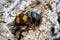 Close-up of a gravedigger beetle Nicrophorus investigator