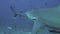 Close-up gray bull shark underwater ocean of Tonga.