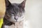 close-up of a gray Burmese cat basking in the sun, horizontal