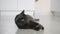 Close-up of a gray cat playing with a spikelet on the floor