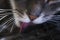 Close up of gray cat tongue licking his fur. Focus on cat nose, whiskers and fur