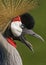 Close up of a Gray-crowned Crane, Balearica regulorum