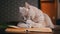 Close up, Gray Domestic Cat Lies on an Open Book on Table and licks its Paw