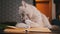 Close up, Gray Domestic Cat Lies on an Open Book on Table and licks its Paw