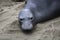 Close Up Gray Face Northern Elephant Seal on Sand