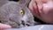 Close up, Gray Fluffy British Cat Lies next to a Sleeping Child in the Bedroom