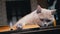 Close up, Gray Fluffy Cat Lies on an Open Book on Table on a Blurred Background