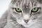 Close up of a gray furry tabby cat with green eyes and a pink nose looking into the frame