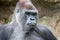 Close-up of a gray gorilla