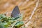 Close up of Gray Hairstreak Strymon melinus butterfly, San Francisco bay area, California