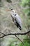 Close-up of a gray heron