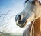 Close up of gray horse nose over dawn nature background