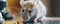 Close-up of a gray house mouse sniffing at crumbs on a table surface. Soft lighting accentuates its delicate whiskers