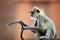 Close up Gray langur holding long tail in front of him